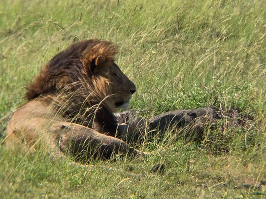 Daniel Korinko Safari