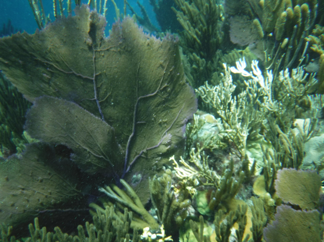 Blue Water Divers & Watersports-Sandys Parish必去景点