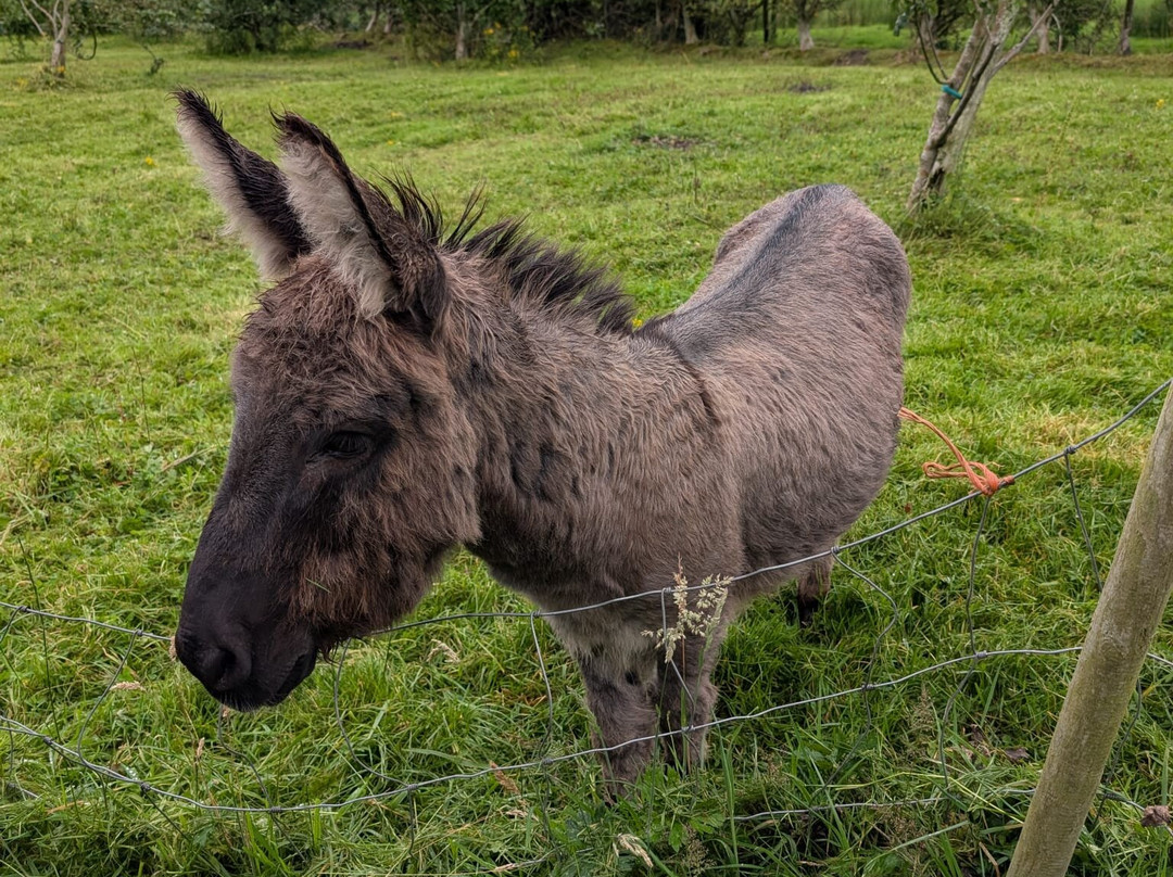 West Kerry Sheep Dog Demonstrations-凯里郡必去景点