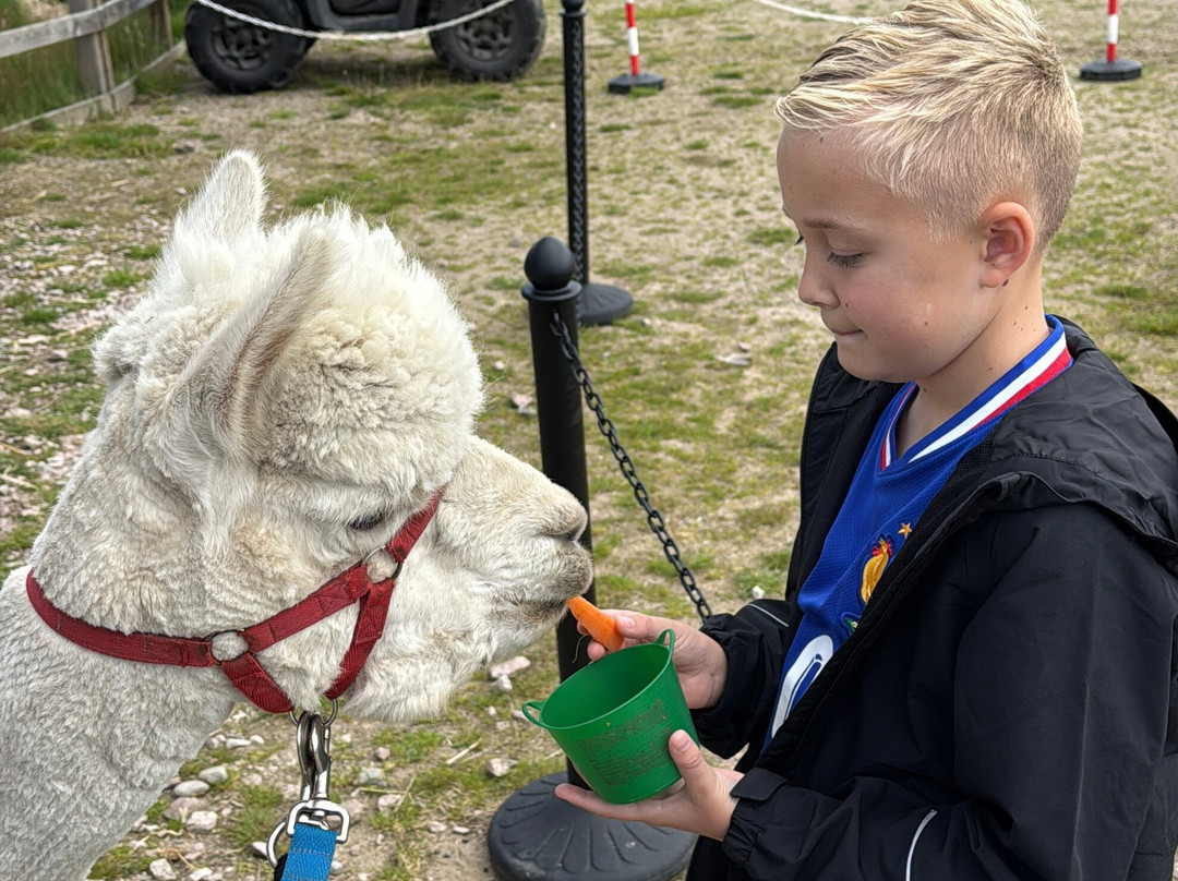 Cairngorm Alpacas-Newtonmore必去景点