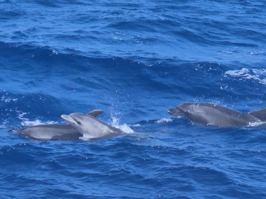 Starfish Glass Bottom Boats-Portocolom必去景点