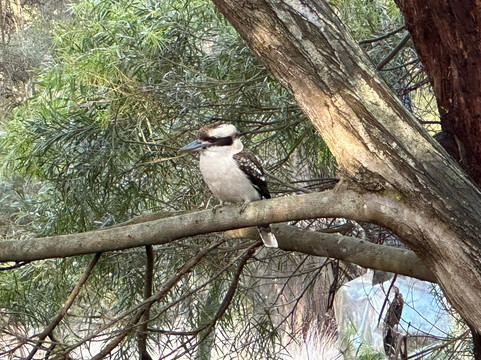 墨尔本中文小团精致游-墨尔本必去景点