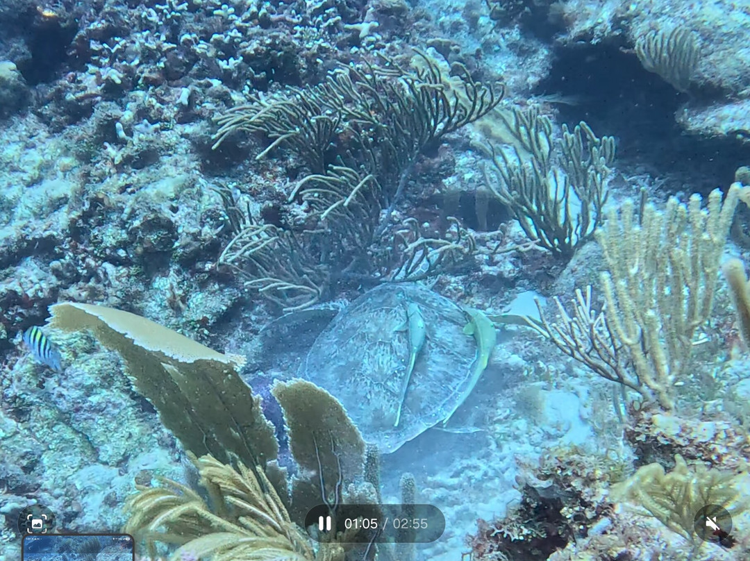 PR Dive-Bayamon必去景点