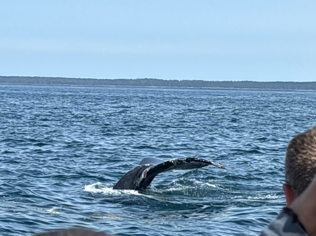 Adventure Bay Whale Watch Co.-Tiverton必去景点