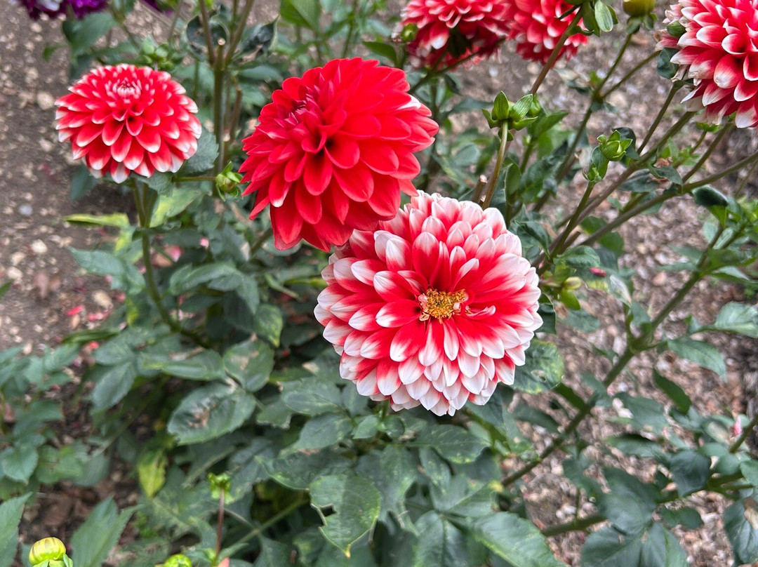 Cerney House Gardens-赛伦塞斯特必去景点