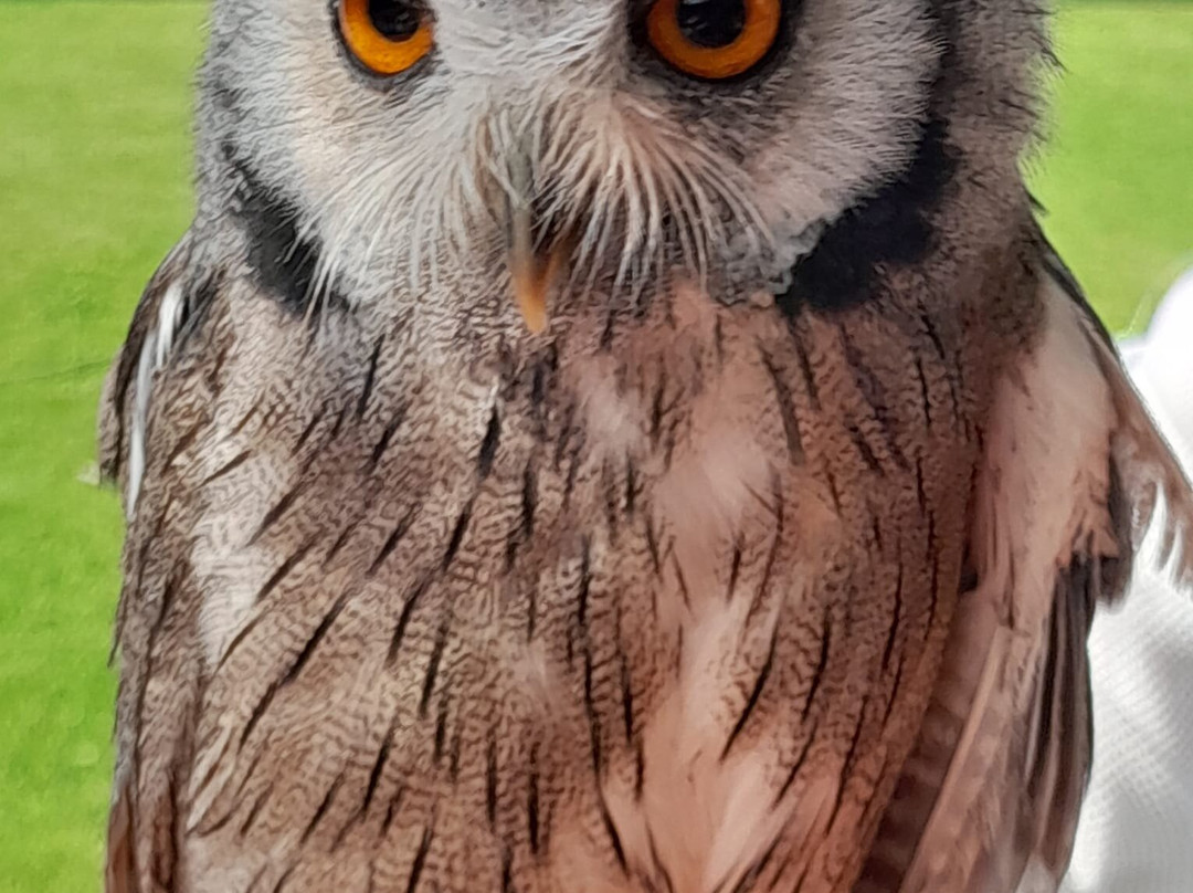 Falconry Ireland-Arklow必去景点