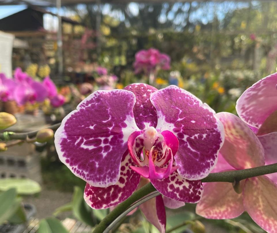 Fábrica de Orquídeas-Paty do Alferes必去景点