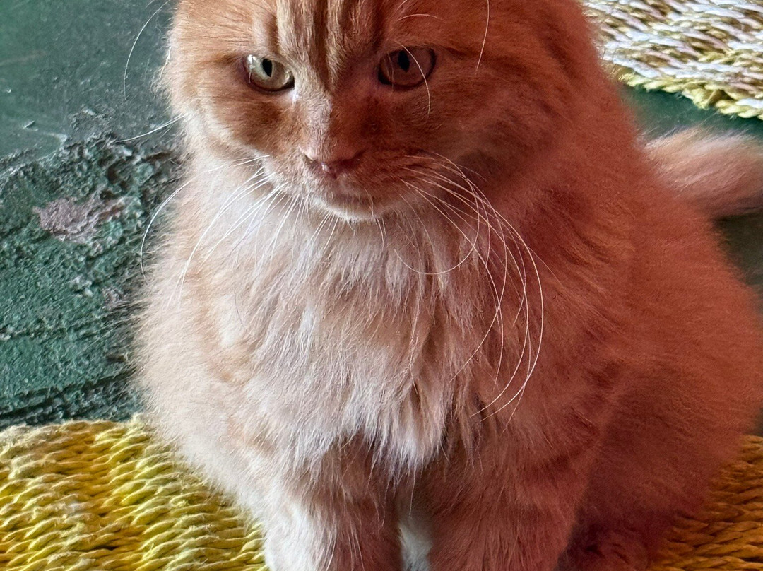 Cat Island Lembongan-蓝梦岛必去景点