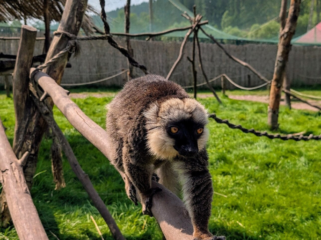 ZOO Łaczna-Mieroszow必去景点
