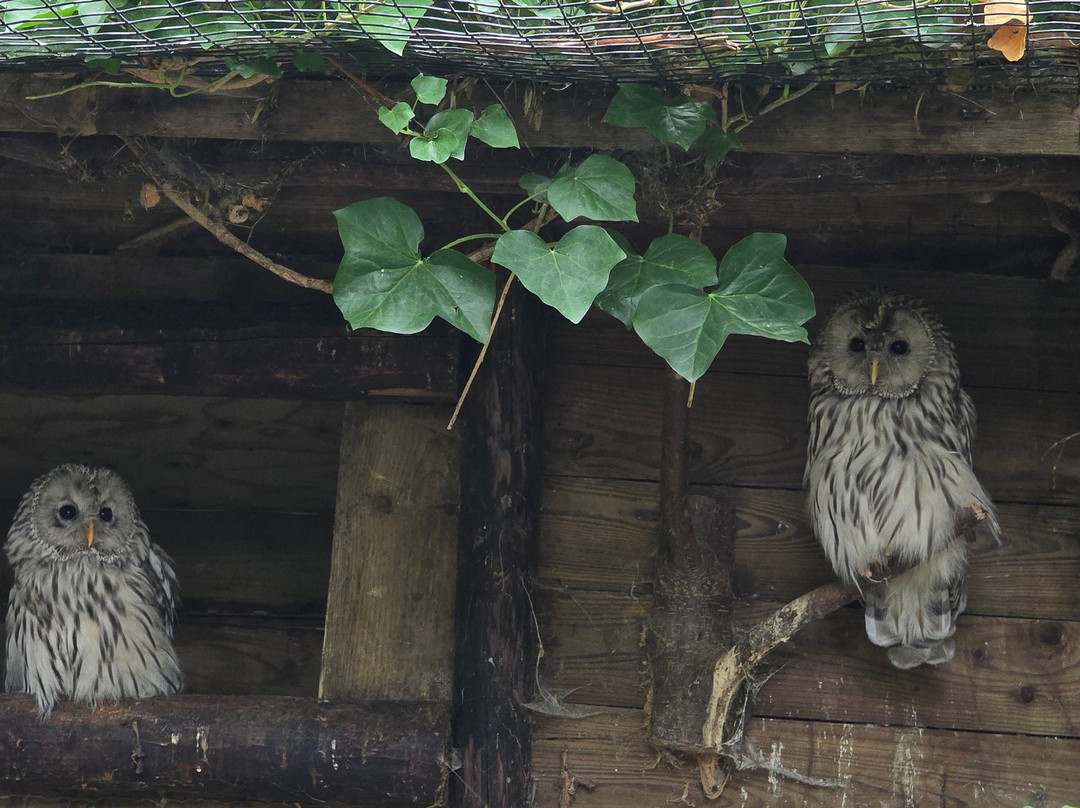 Uilen- en Dierenpark De Paay-Beesd必去景点