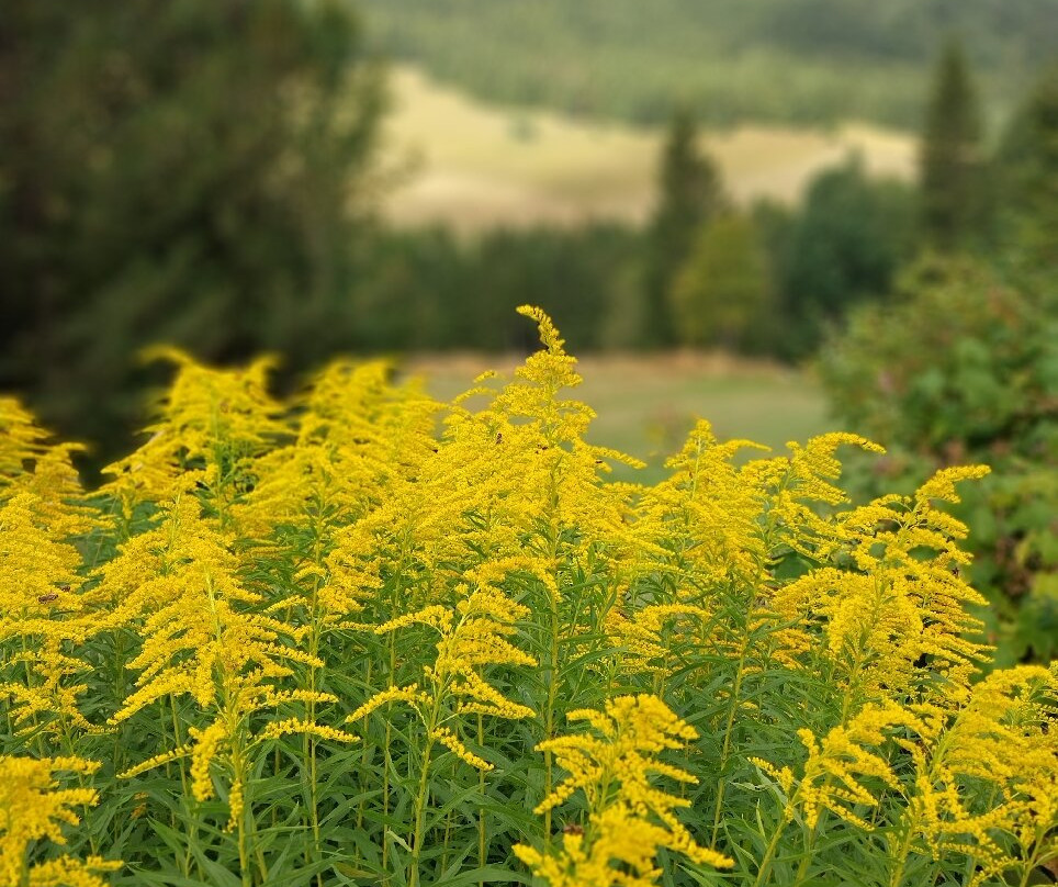 Giardino Botanico Alpino Viote di Monte Bondone-特伦托必去景点
