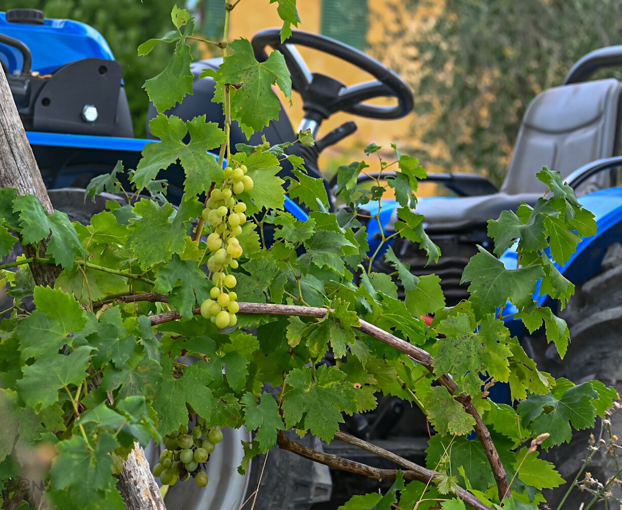 Il Trebbiolo Relais-官方