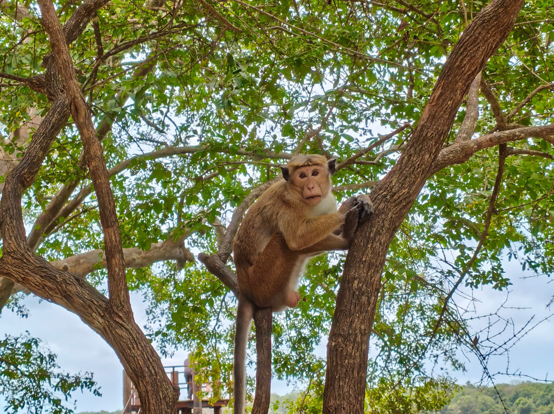 Tour Guide in Sri Lanka-尼甘布必去景点