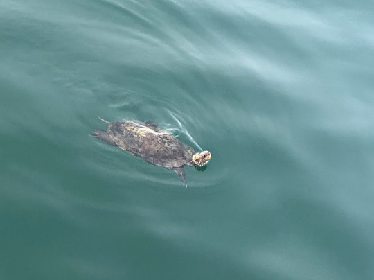 Princess of Ekincik Boat Tours-达利安必去景点