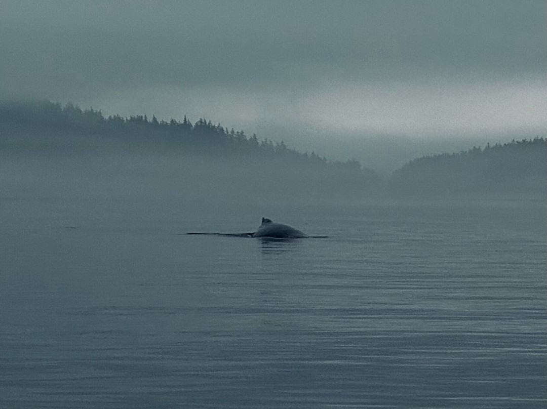 Seasmoke Whale Watching-Alert Bay必去景点