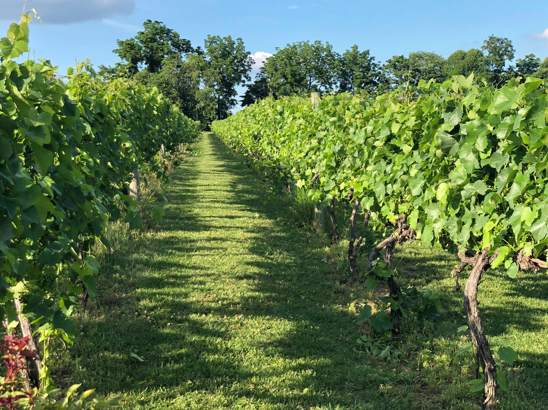 Virginia Mountain Vineyards-Fincastle必去景点