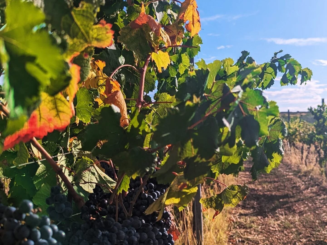 BARAKA Winery-希贝尼克必去景点