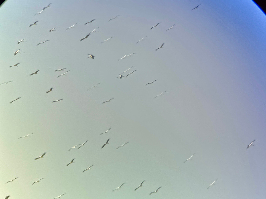 Birding The Strait-塔里法必去景点