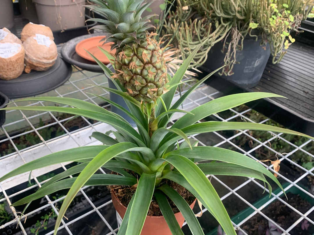 Cyfarthfa Castle-梅瑟蒂德菲尔必去景点