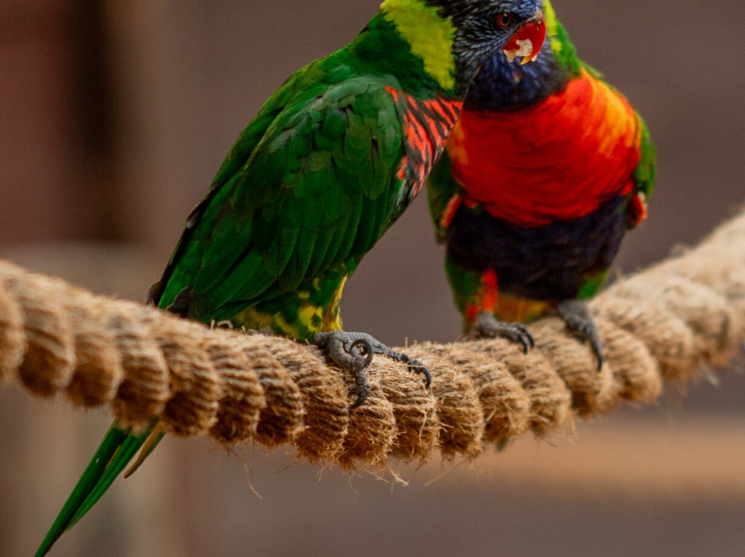 Gan Garoo Zoo-Nir David必去景点