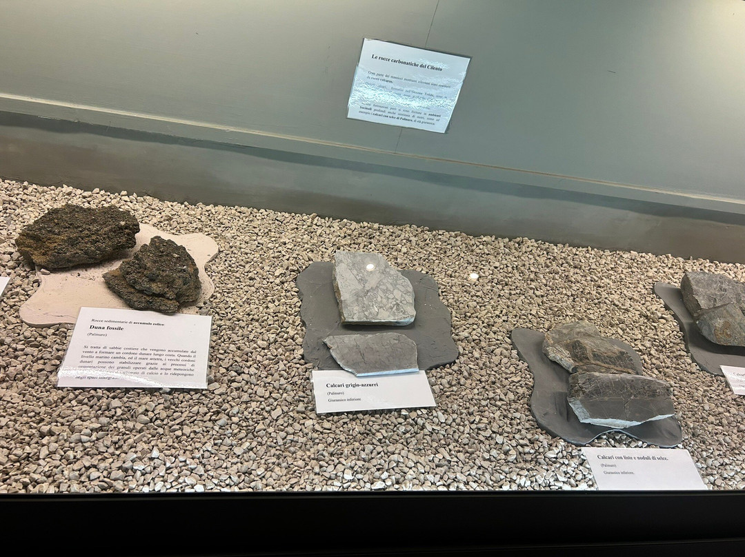 Museo Paleontologico