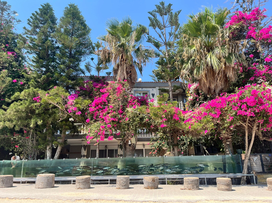 Duvar Akvaryumlu Ev-切什梅必去景点