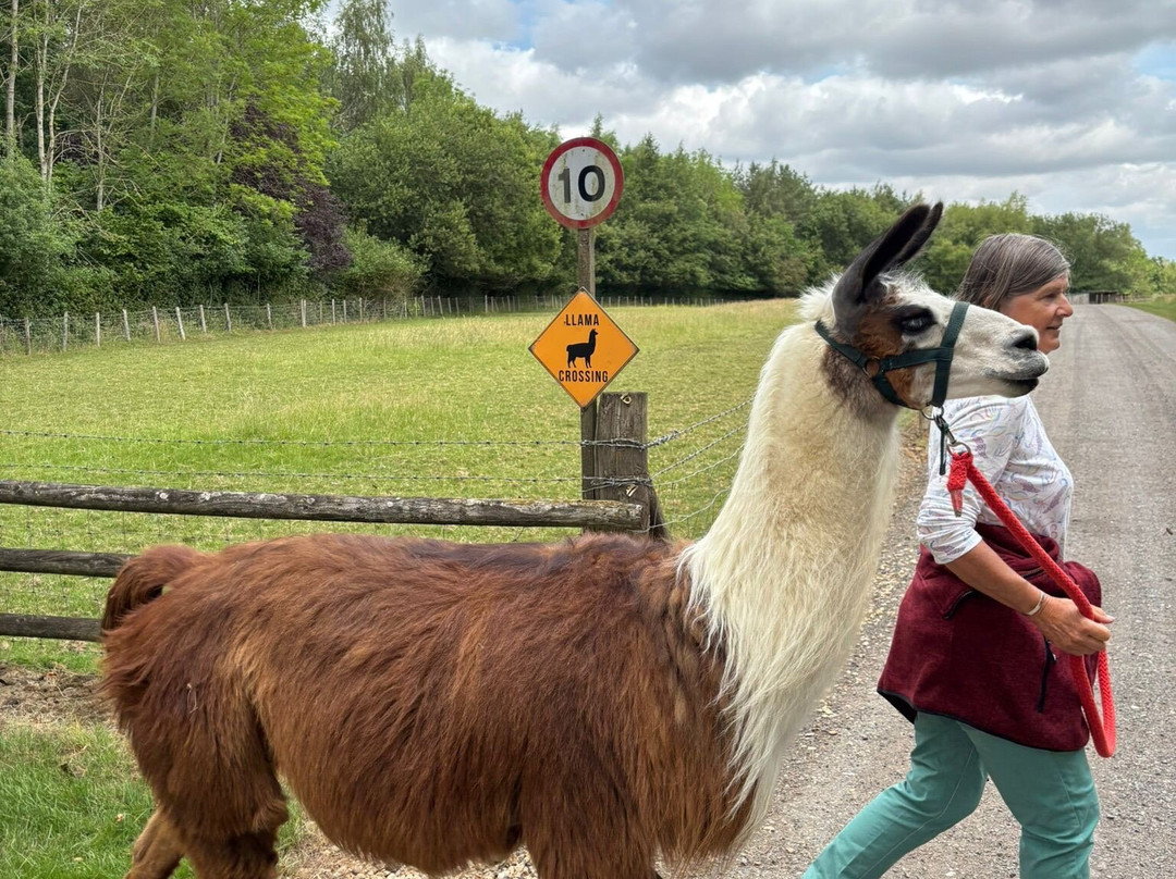 Catanger Llamas-Towcester必去景点