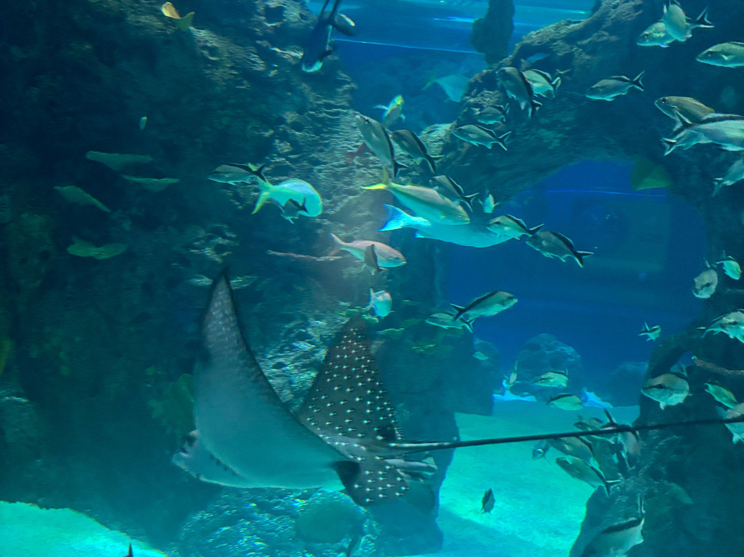 Mississippi Aquarium-格尔夫波特必去景点