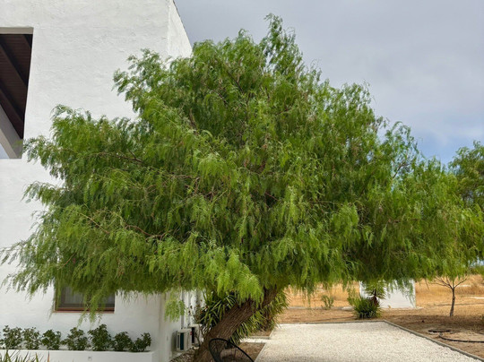 Finca Las Calmas Luxury Boutique Hotel & Retreats主图