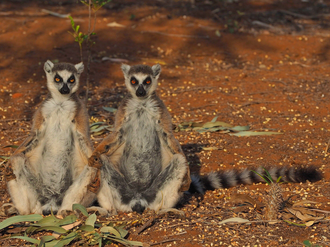 Dodi's Lemur Tours-Tolanaro必去景点