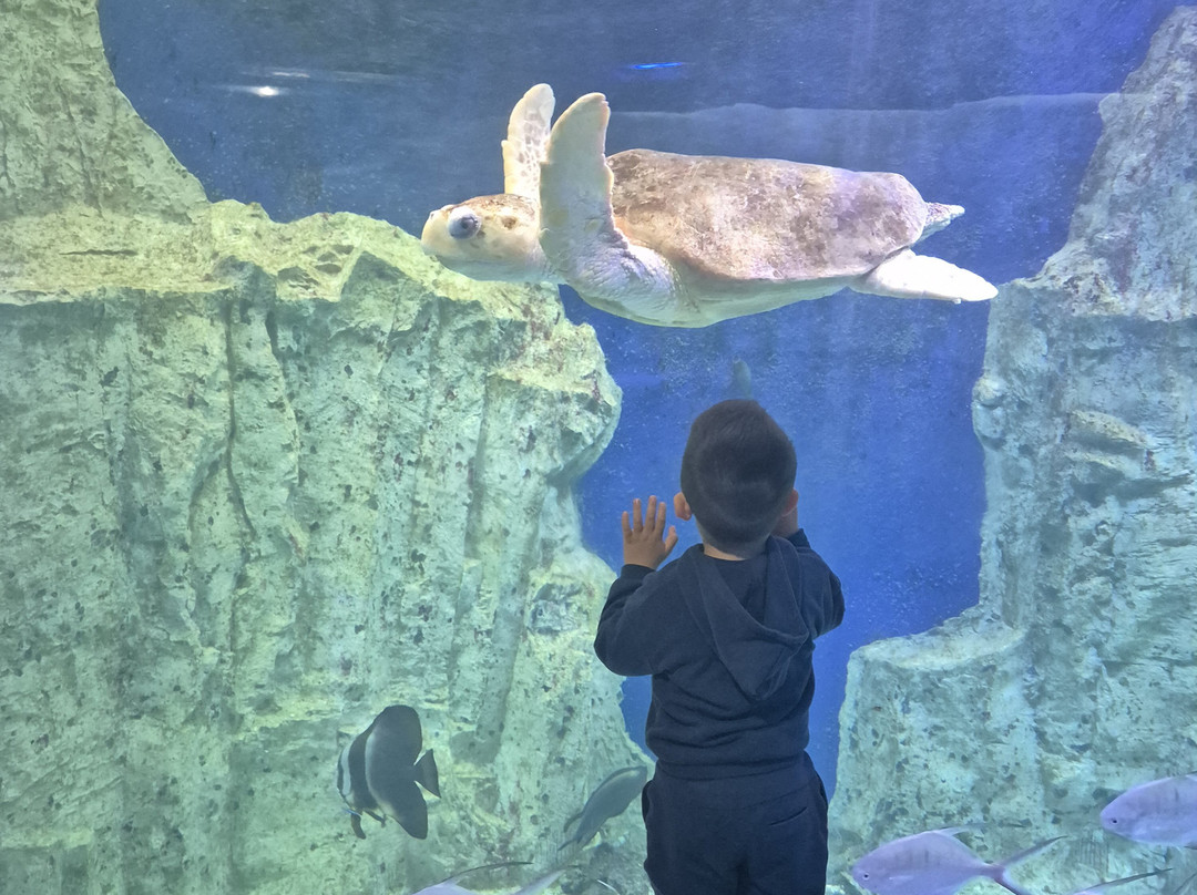 Grand Aquarium-圣马洛必去景点