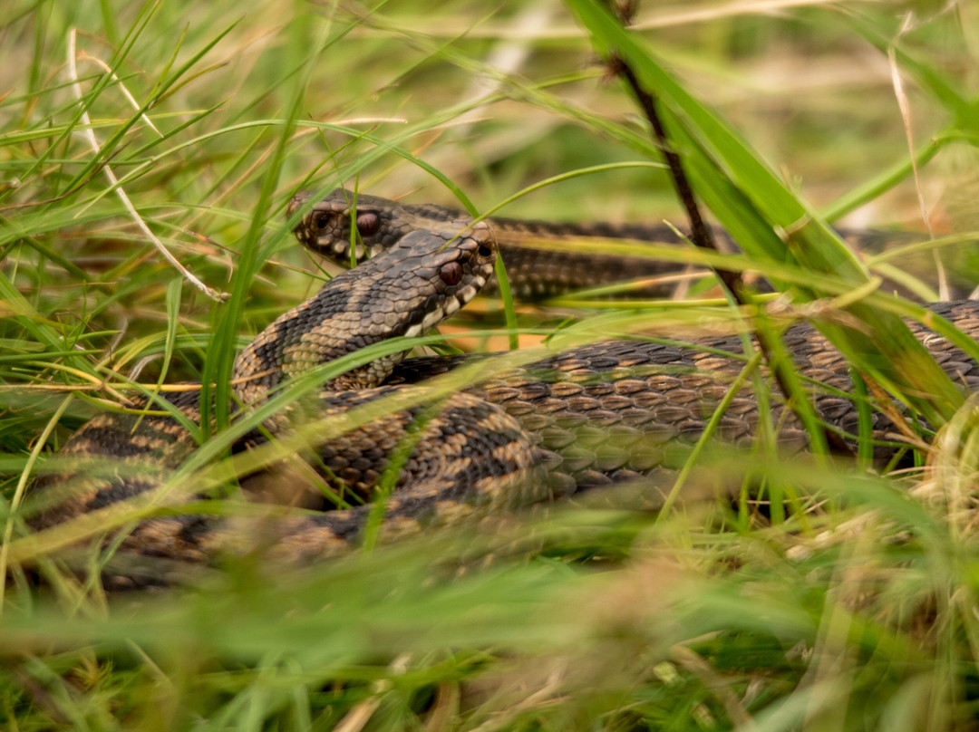 Mull Wildlife Tours-Craignure必去景点