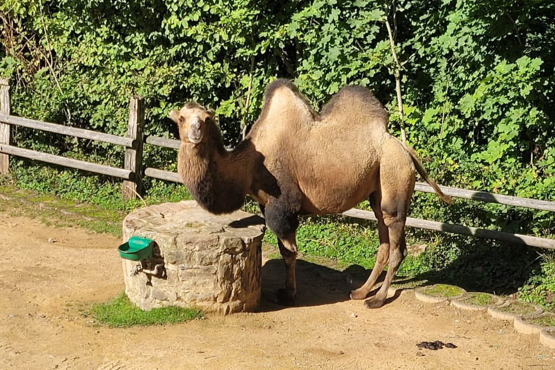 Saarbrucker Zoo-萨尔布吕肯必去景点