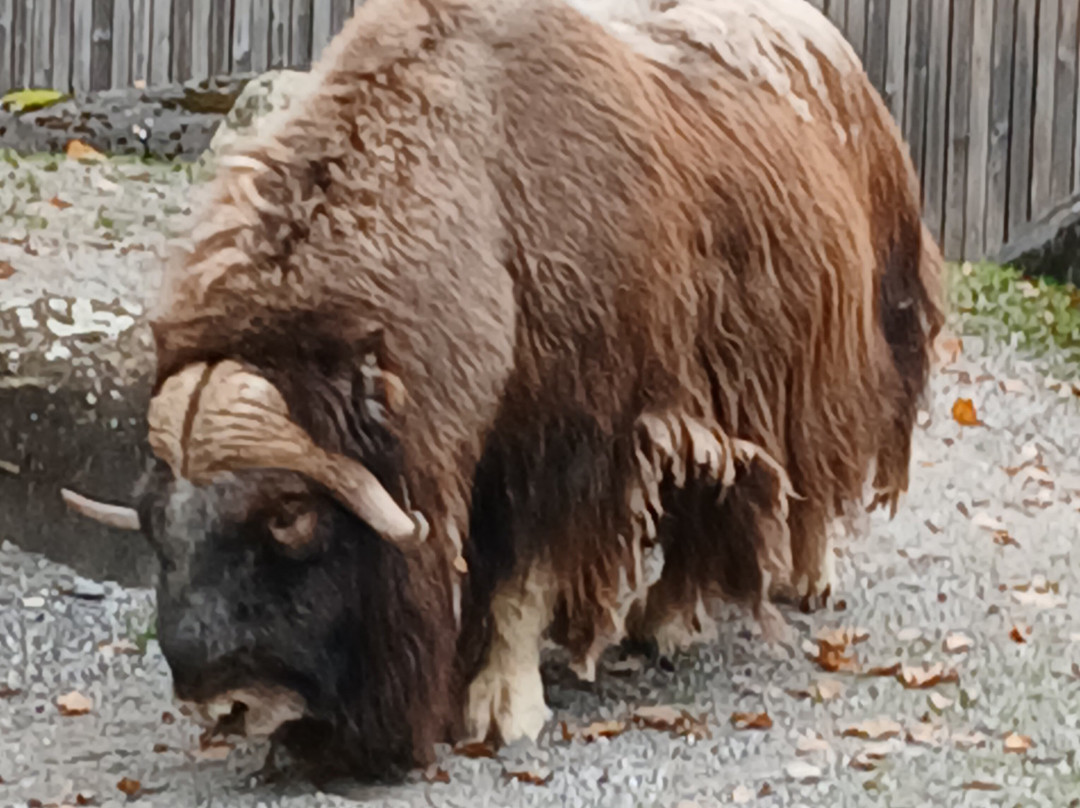 Tierpark Bern-伯尔尼必去景点