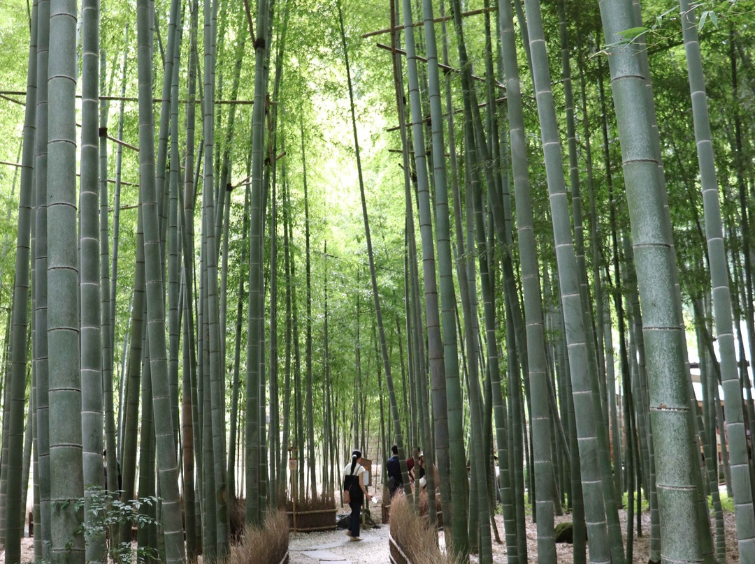 Hokoku-ji Temple Bamboo Grove-镰仓市必去景点
