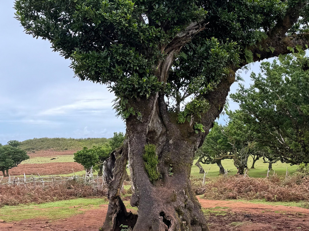 Safari Madeira Island-沙尔必去景点