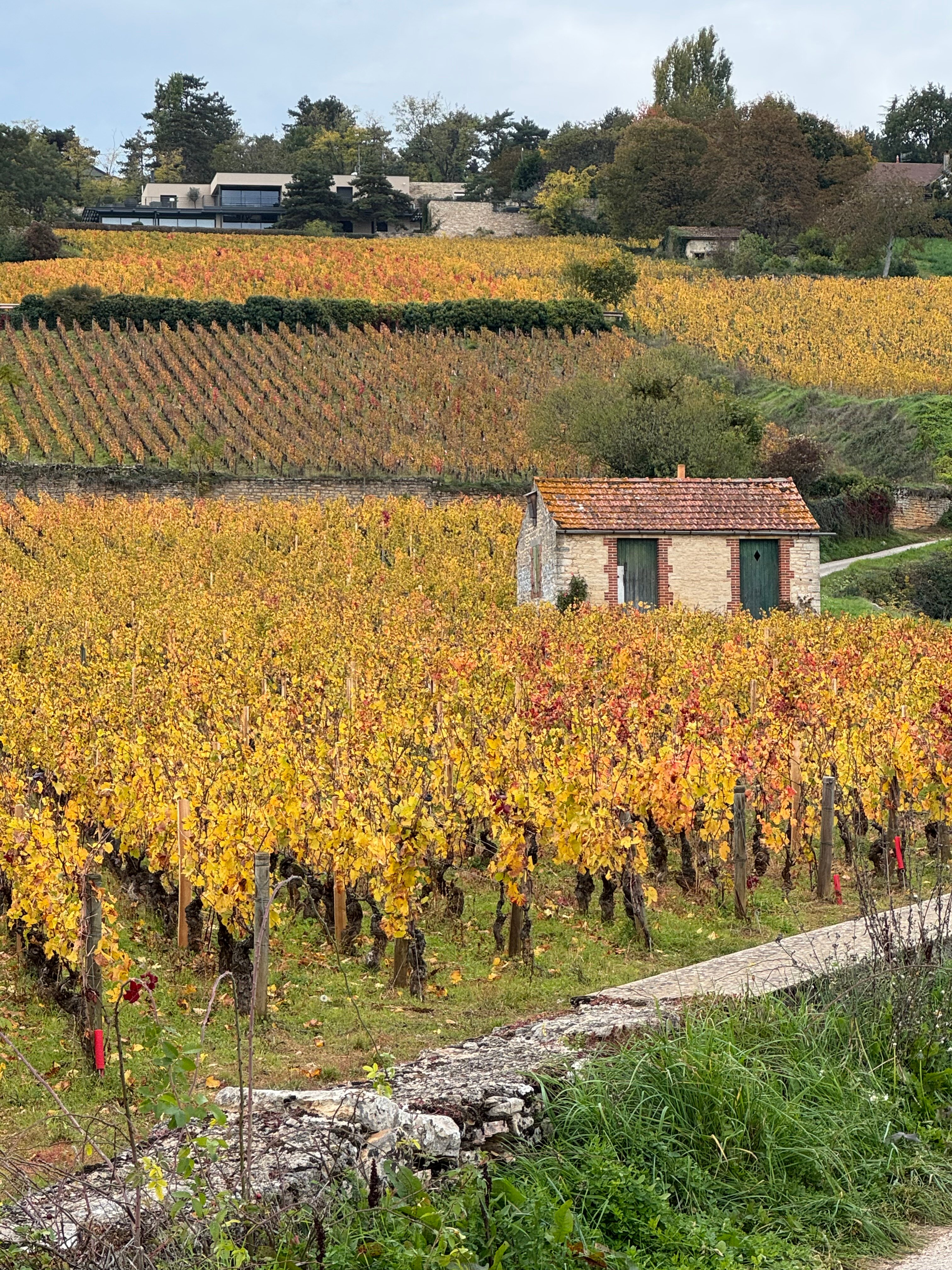 La Terre d'Or-官方