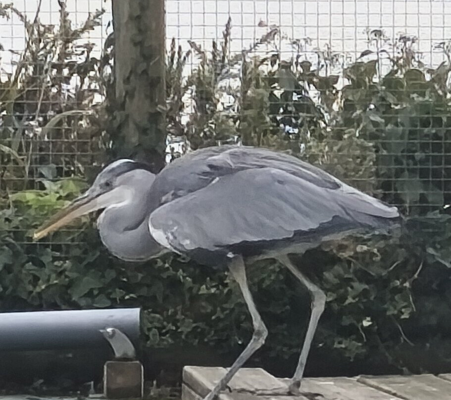 L'Aquashow-Audierne必去景点