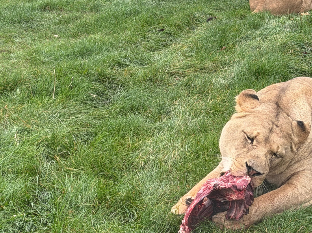 Woburn Safari Park-Woburn必去景点