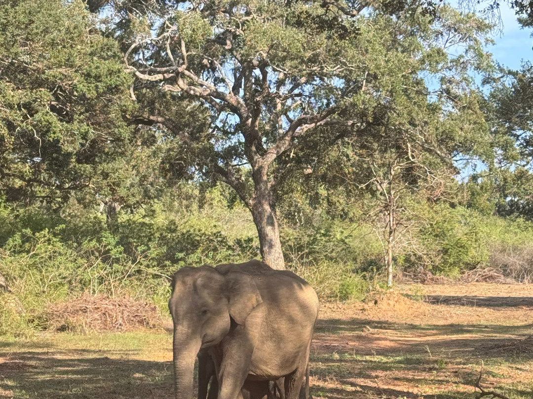 FineLankaTours-科伦坡必去景点