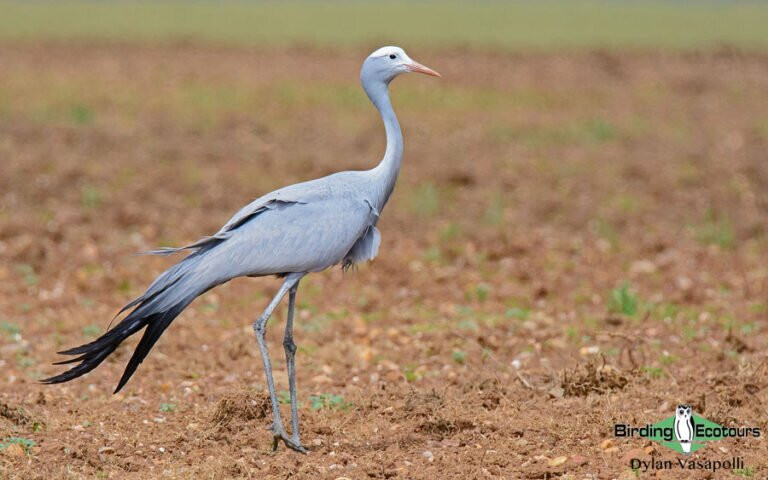 Birding Ecotours-开普敦中心区必去景点