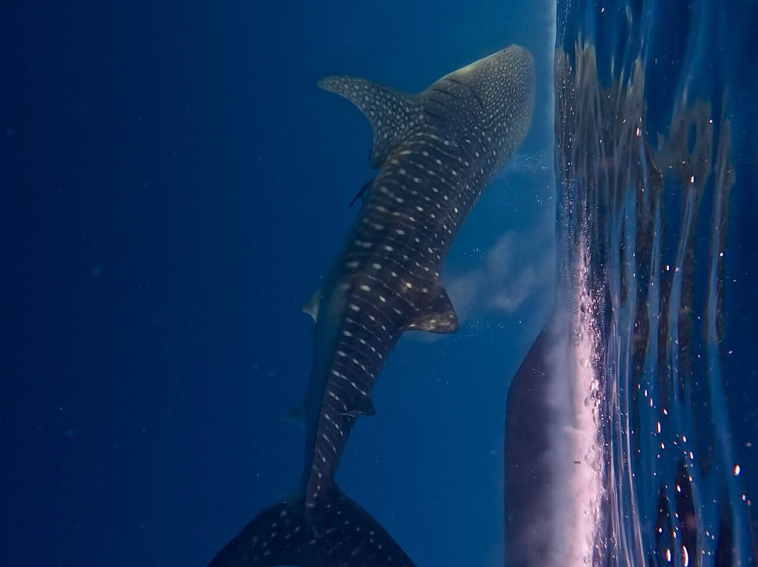 Sumbawa Holiday Tour-Sumbawa Besar必去景点