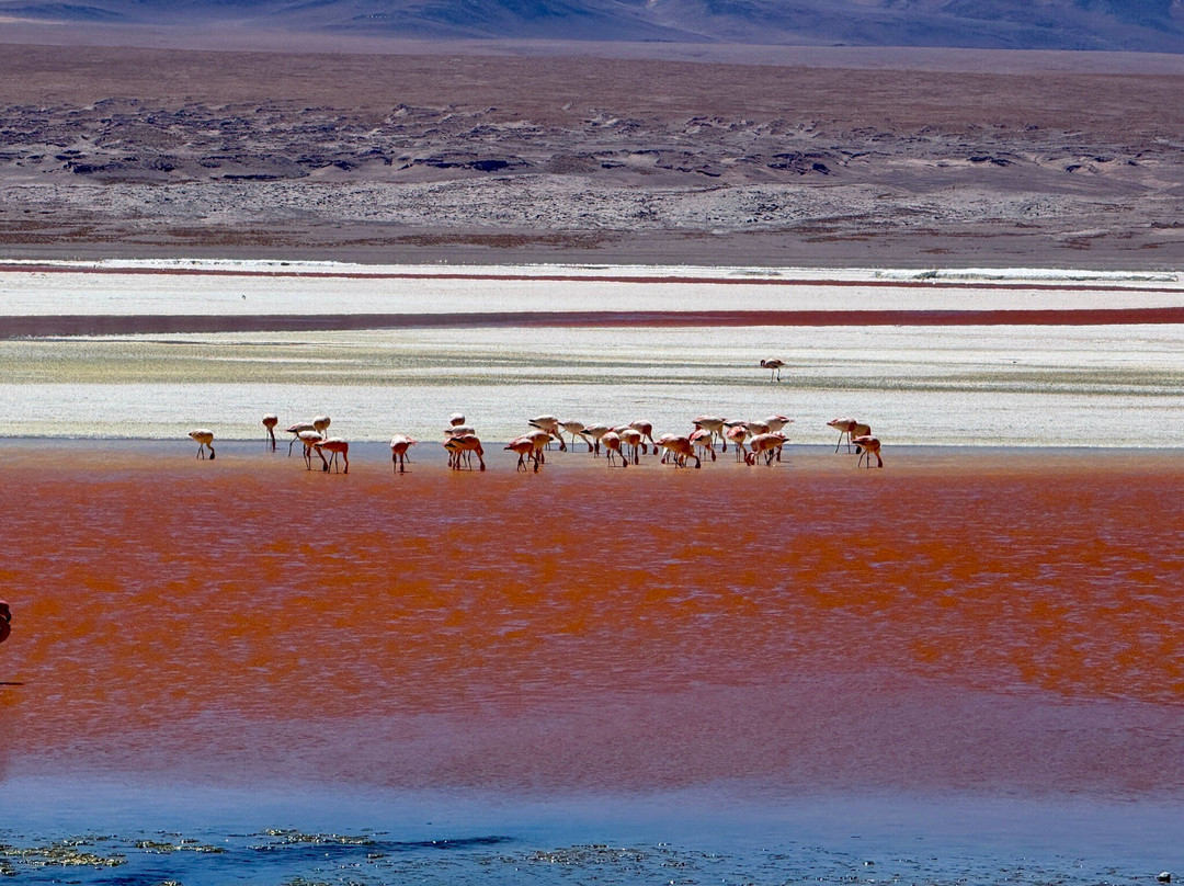 Laguna Colorada-乌尤尼必去景点