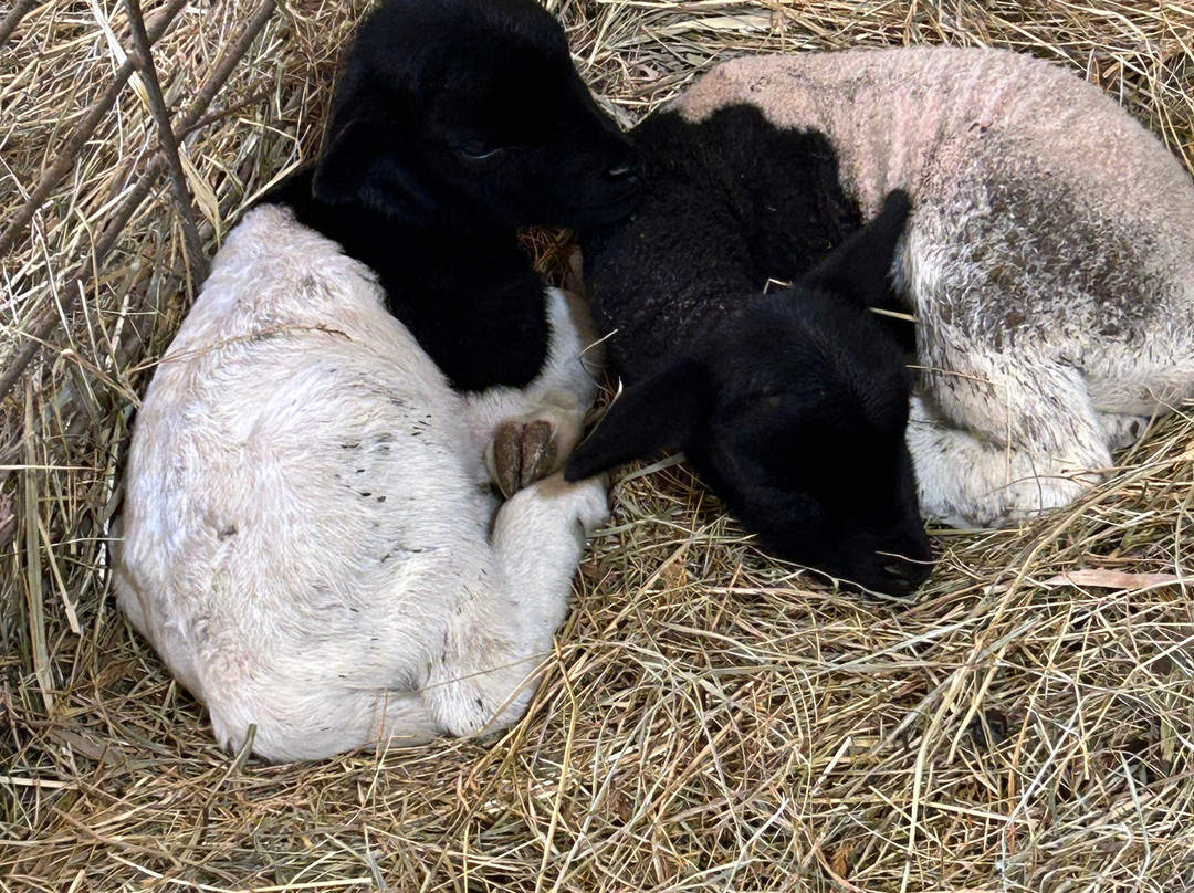 Cress Creeks Farm And Corn Maze-Ellijay必去景点