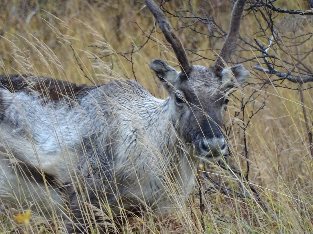 Guide Trek Alps - Viaggi nel Mondo-Saint-Vincent必去景点