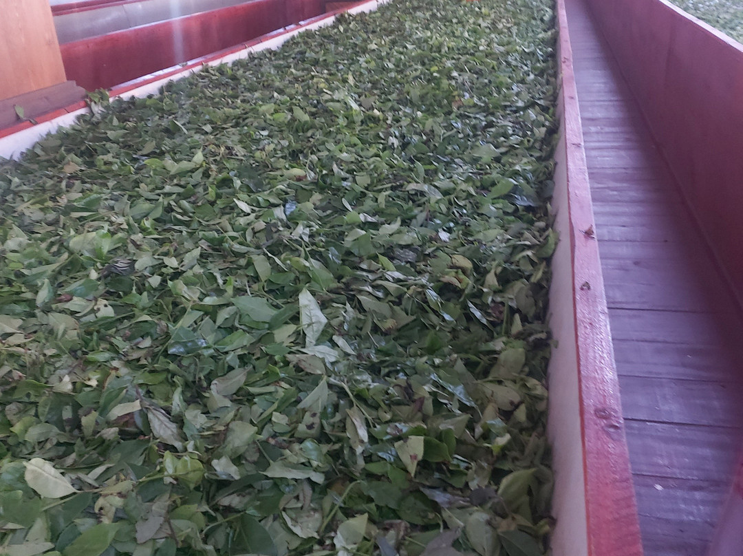 V Travel Sri-Lanka Excursions-科斯戈德必去景点