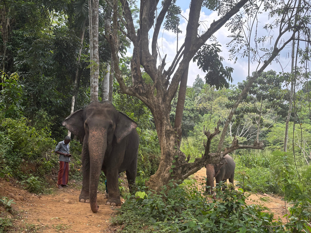 Elephant Freedom Project-凯格勒 必去景点