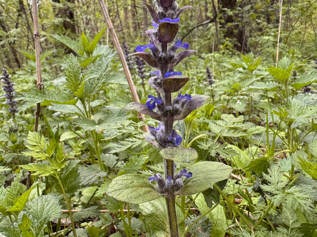 Gorenskiy Lesopark-Balashikha必去景点