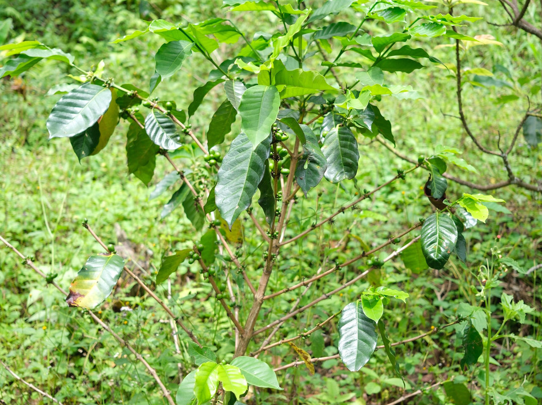 Micofam Lombok Coffee-Sapit必去景点