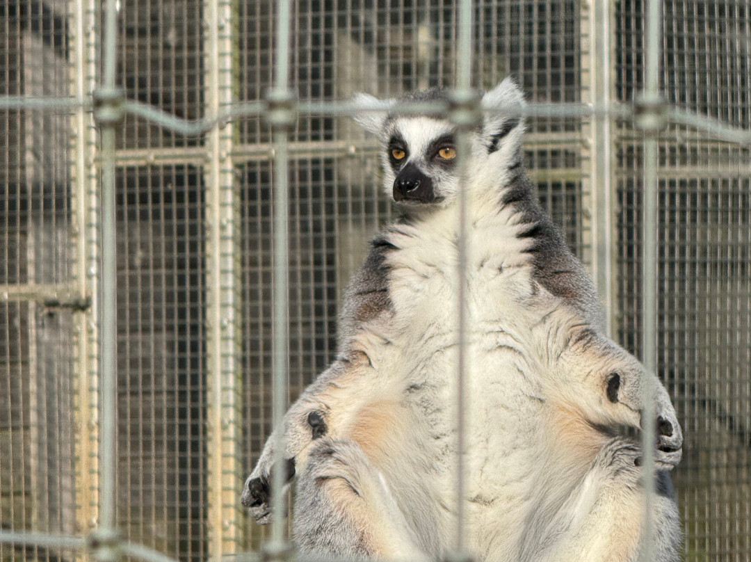 Askham Bryan Wildlife & Conservation Park-约克必去景点